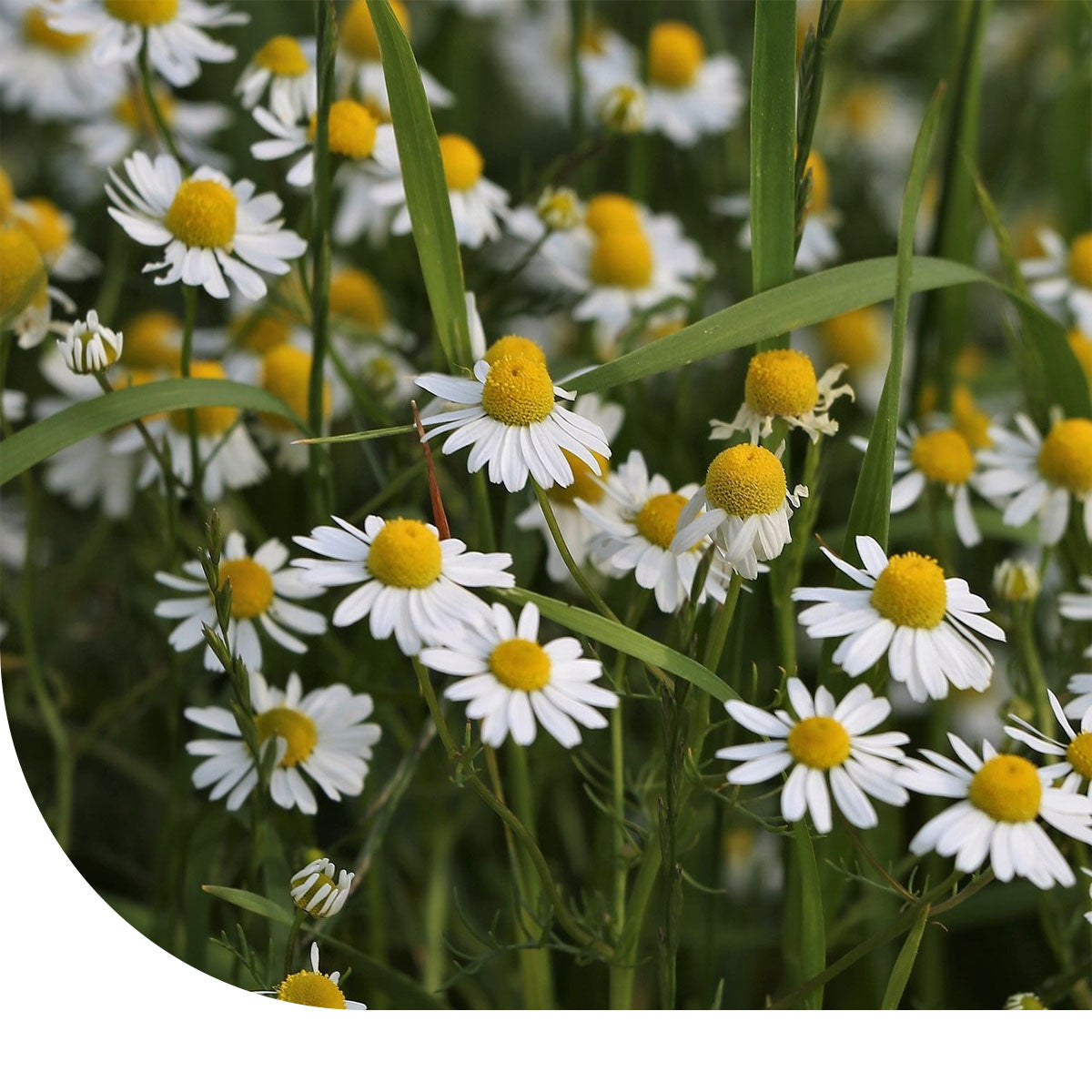 MRS Seeds & Mixtures Echte Kamille - Matricaria chamomilla