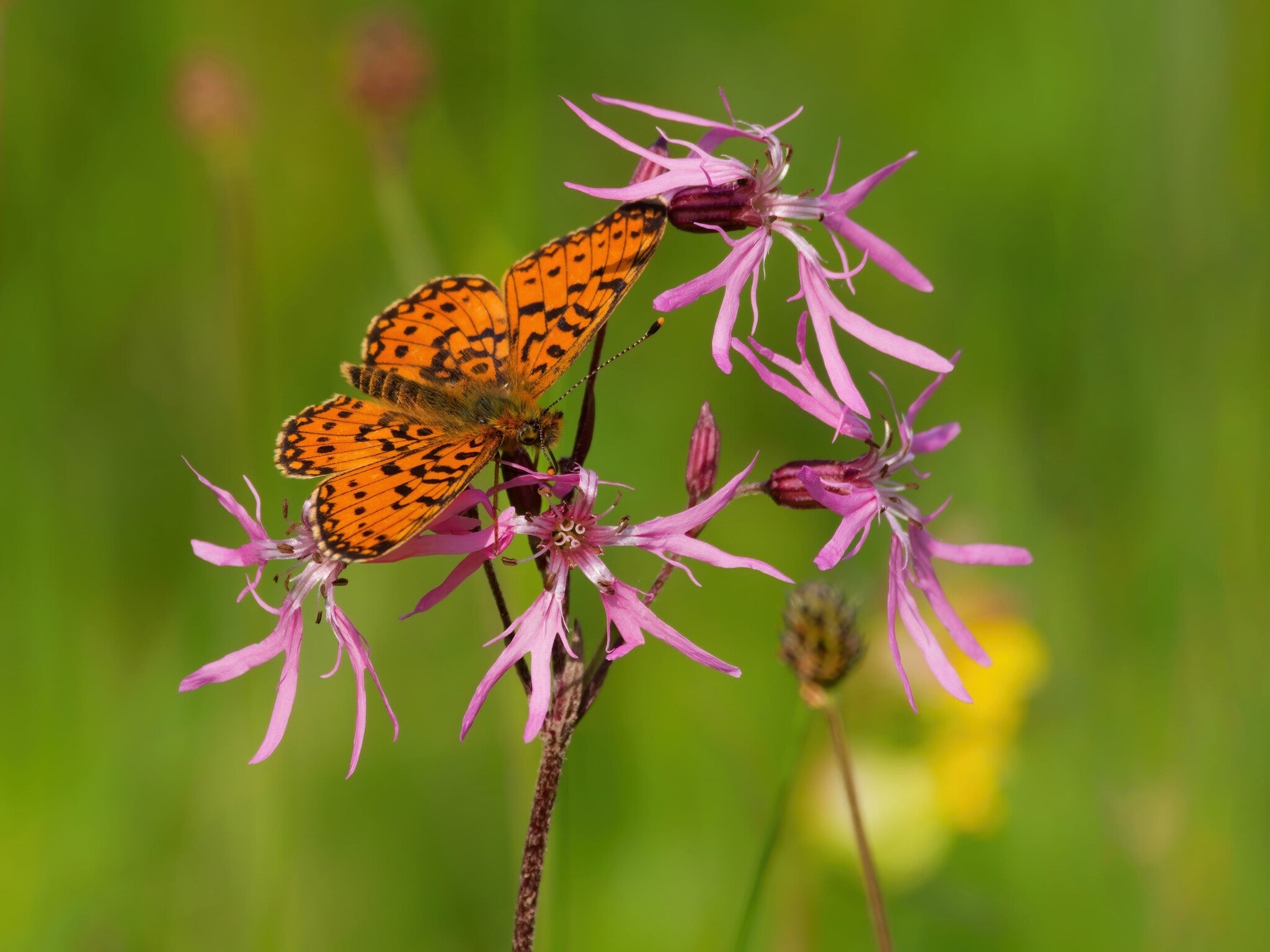 MRS Seeds & Mixtures Echte Koekoeksbloem – Silene flos-cuculi [nl]