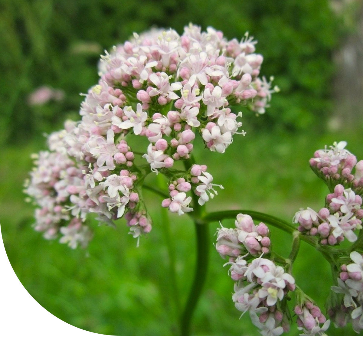 MRS Seeds & Mixtures Echte Valeriaan - Valeriana officinalis