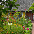 MRS Seeds & Mixtures Engelse Cottagetuin Bloemenmengsel [nl]