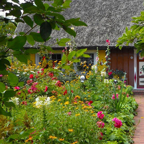 MRS Seeds & Mixtures Engelse Cottagetuin Bloemenmengsel [nl]