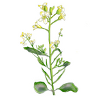 MRS Seeds & Mixtures Ethiopische Mosterd - Brassica carinata [nl]