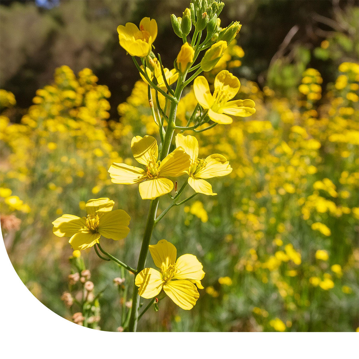 MRS Seeds & Mixtures Ethiopische Mosterd - Brassica carinata [nl]