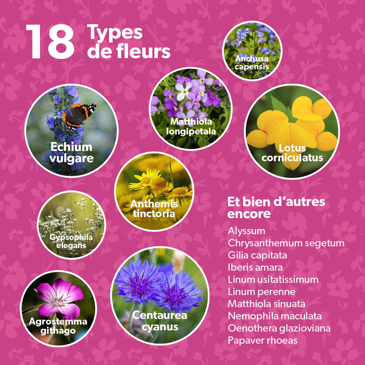 MRS Seeds & Mixtures Flower Bombs - Bombes de graines mix - Joyeuses fêtes ! [fr]