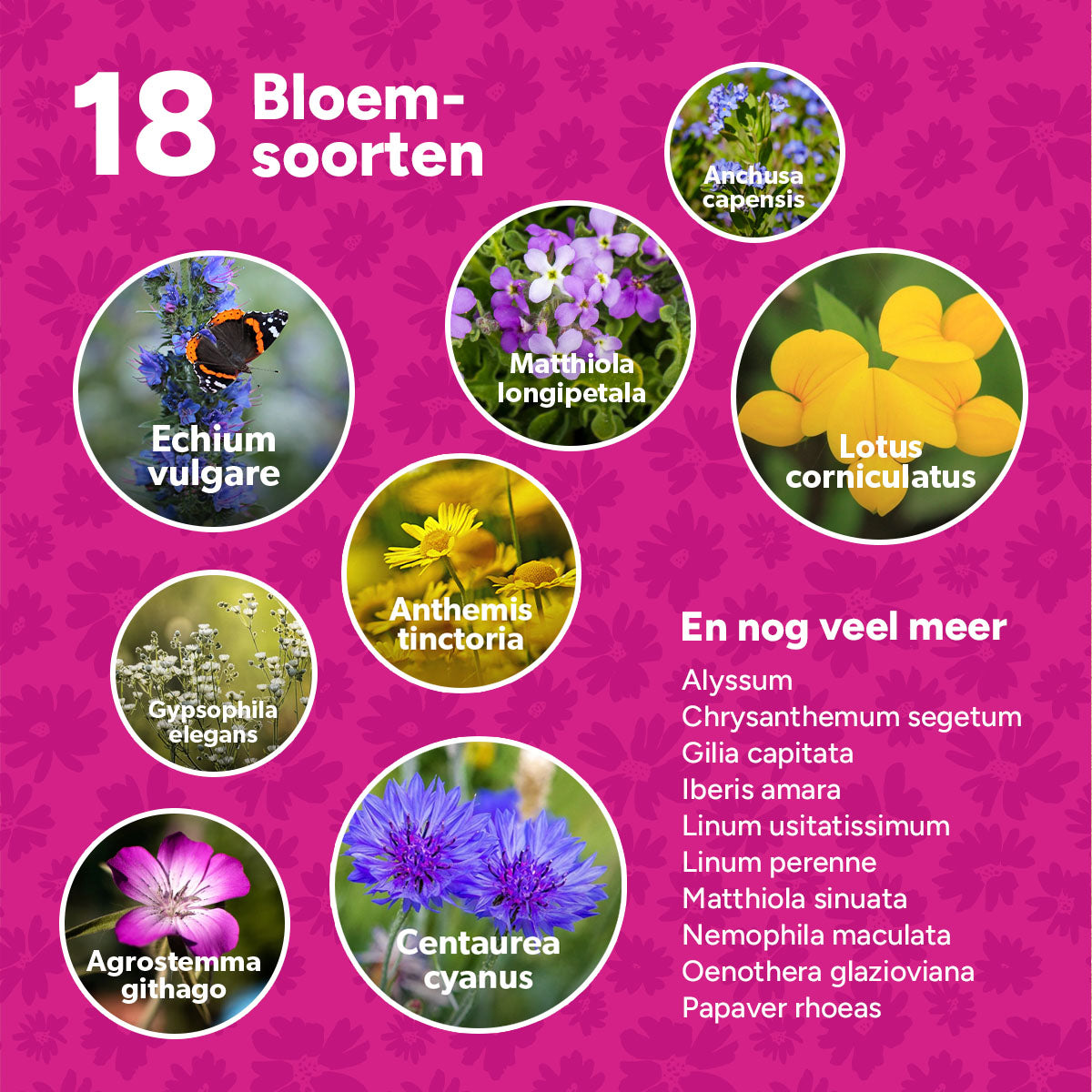 MRS Seeds & Mixtures Flower Bombs - Zaadbommen mix - Fijne Feestdagen! [nl]