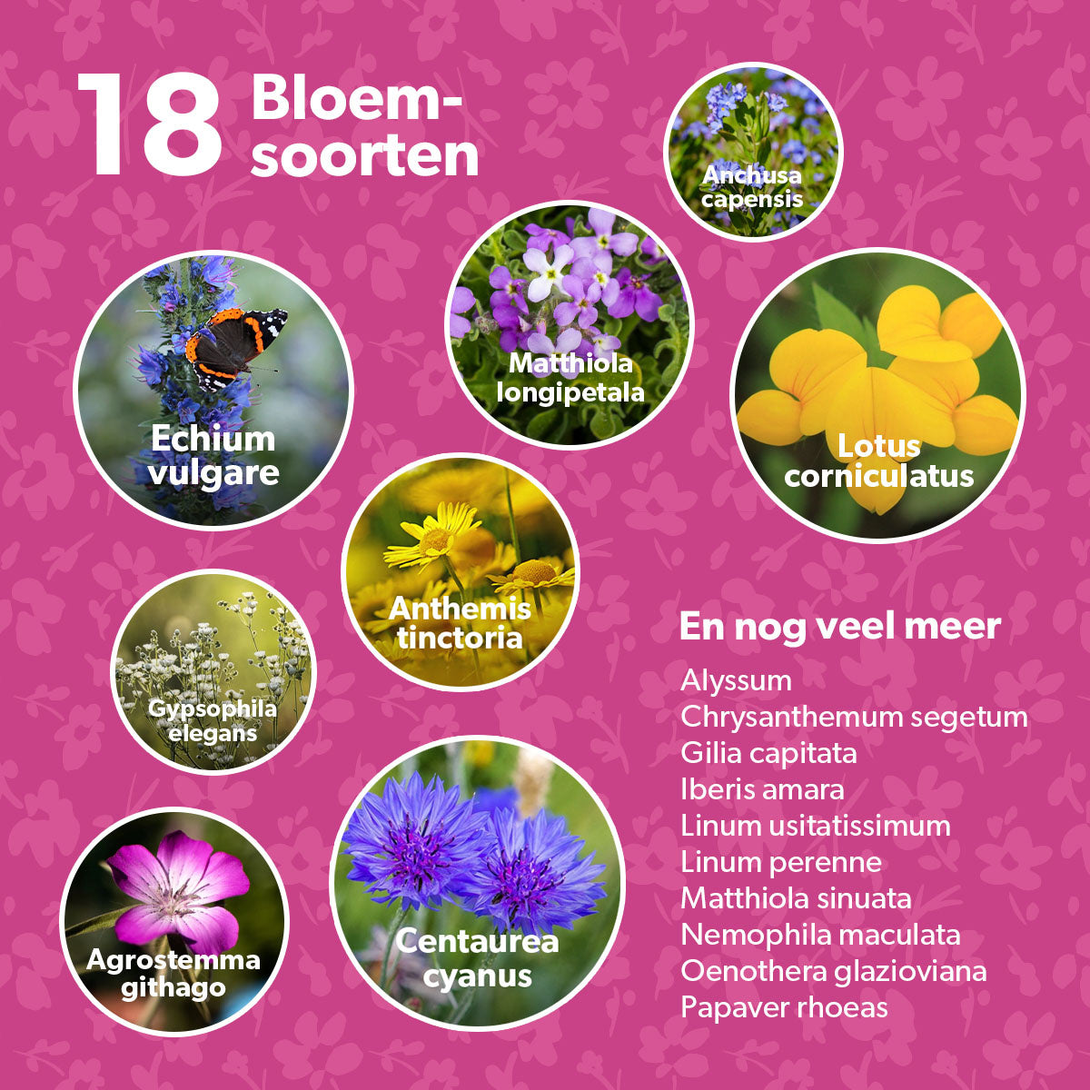 MRS Seeds & Mixtures Flower Bombs - Zaadbommen mix - Van harte gefeliciteerd! [nl]