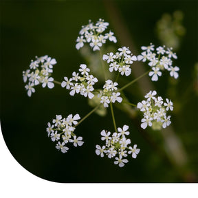 MRS Seeds & Mixtures Fluitenkruid - Anthriscus sylvestris