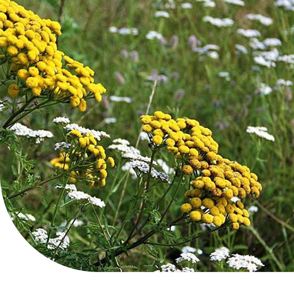 MRS Seeds & Mixtures G2 - Bloemrijk Grasland (zware grond) [nl]