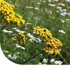 MRS Seeds & Mixtures G2 - Bloemrijk Grasland (zware grond) [nl]