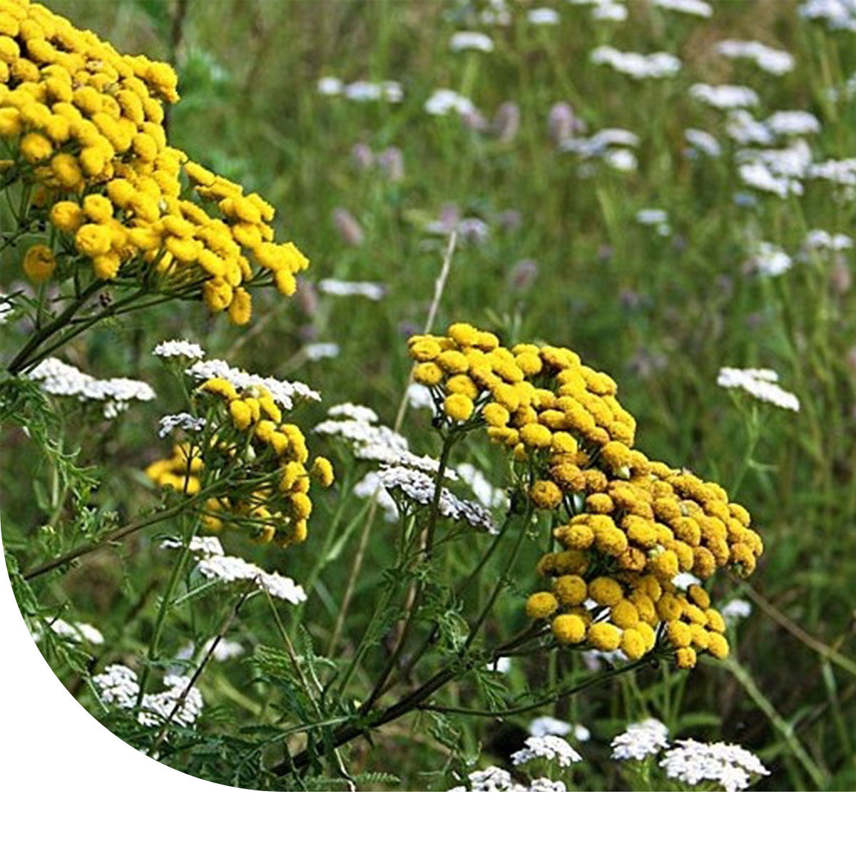 MRS Seeds & Mixtures G2 - Bloemrijk Grasland (zware grond) [nl]