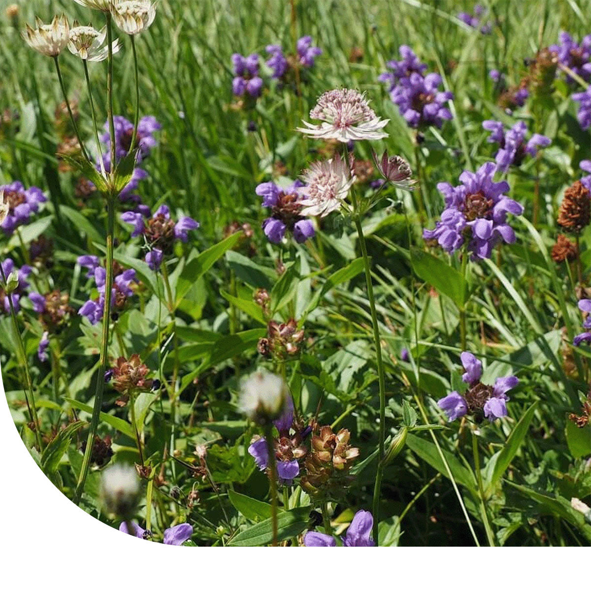 MRS Seeds & Mixtures G4 - Bloemrijk Graslandmengsel - Meerjarig [nl]