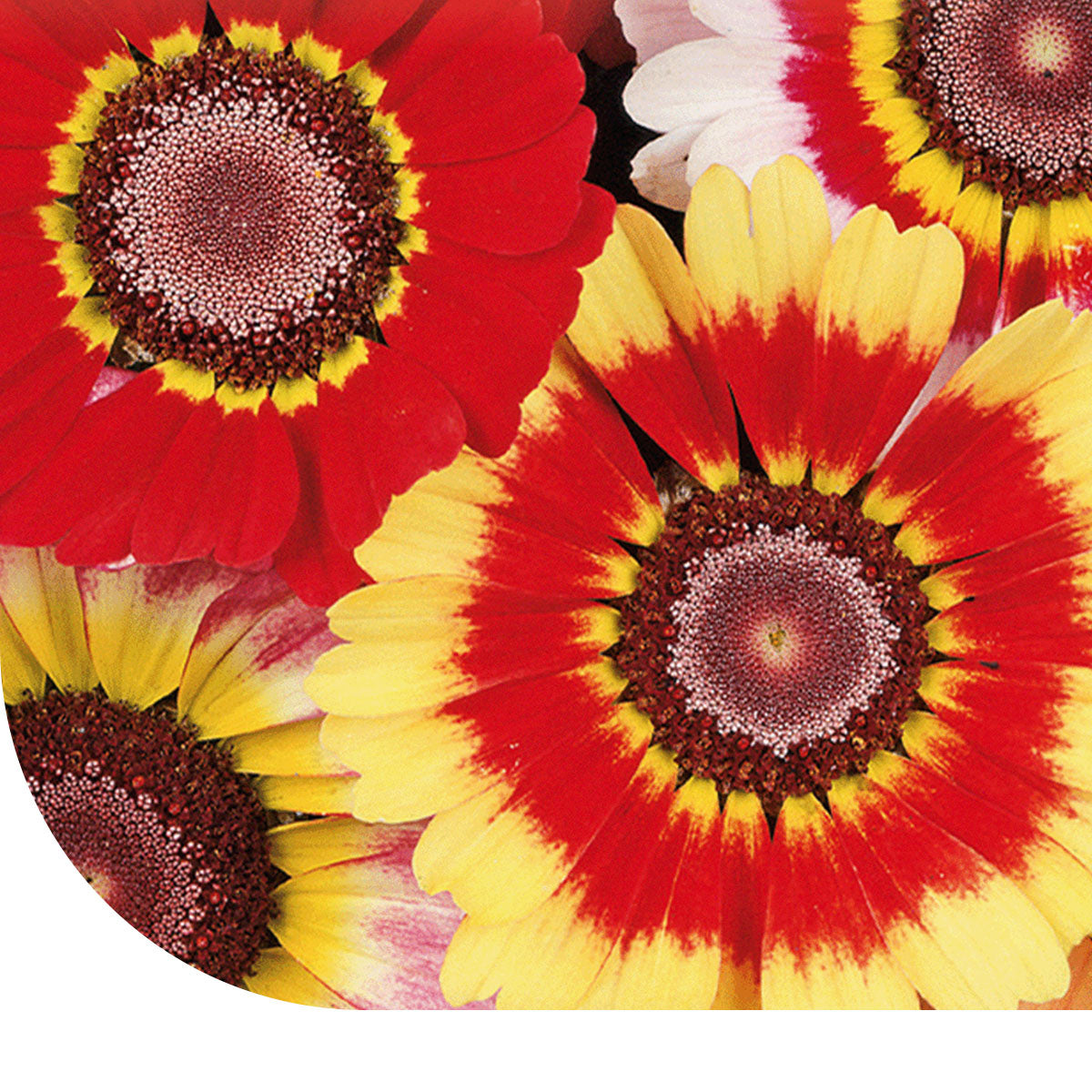 MRS Seeds & Mixtures Ganzebloem - Chrysanthemum Carinatum