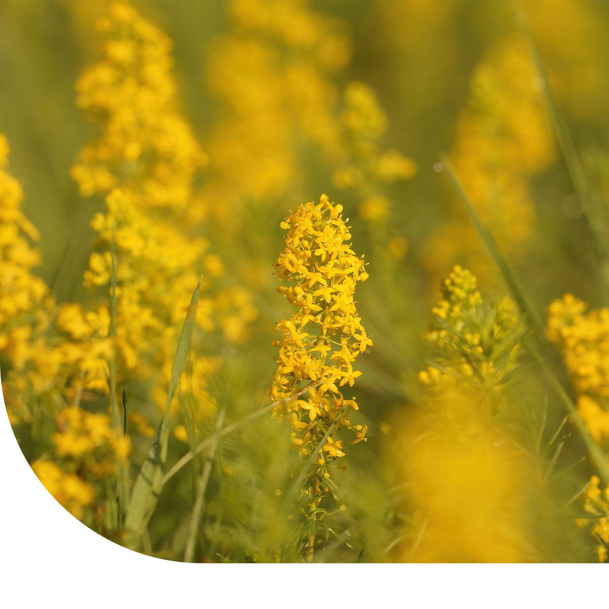 MRS Seeds & Mixtures Geel walstro - Galium verum [nl]