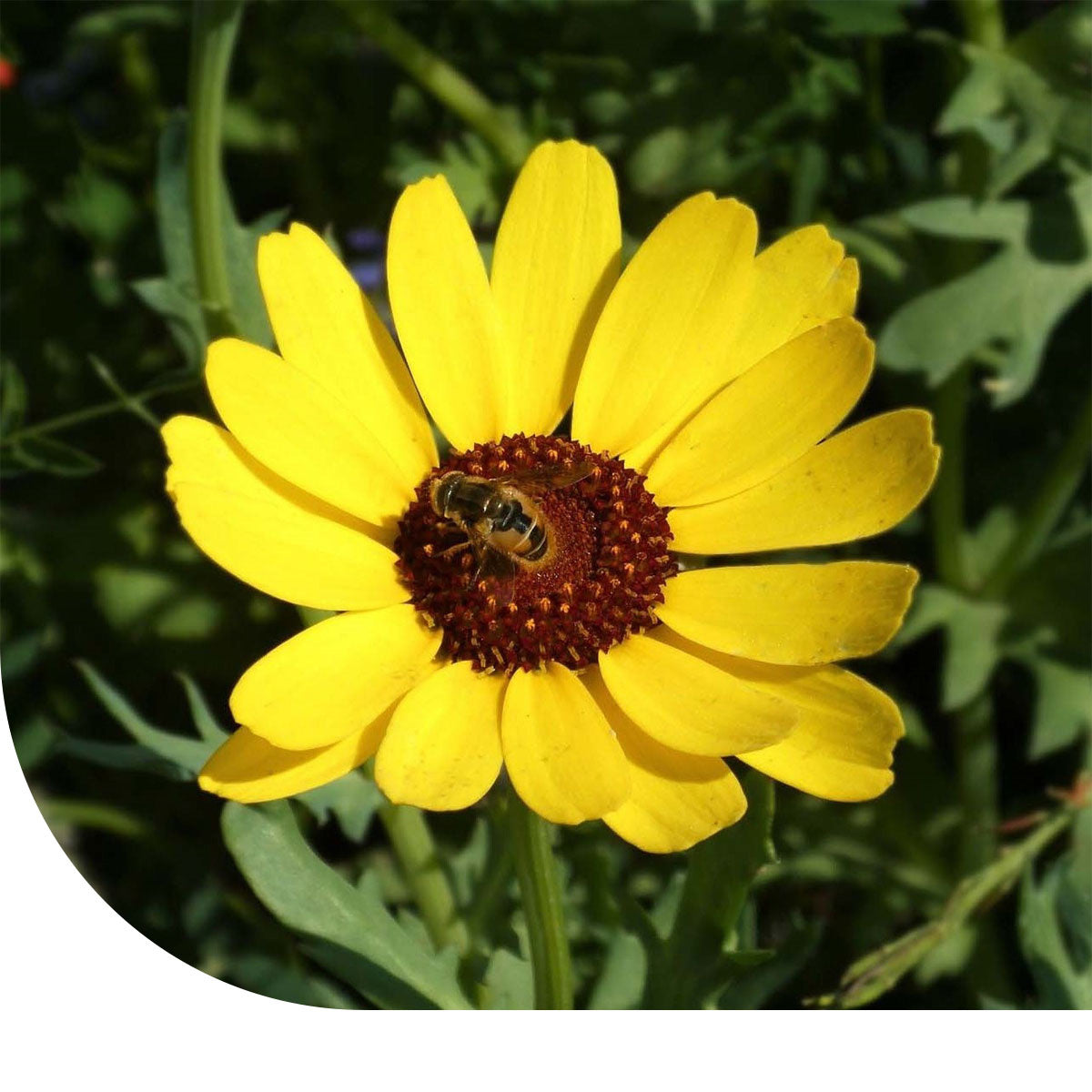 MRS Seeds & Mixtures Gele Ganzenbloem - Chrysanthemum segetum