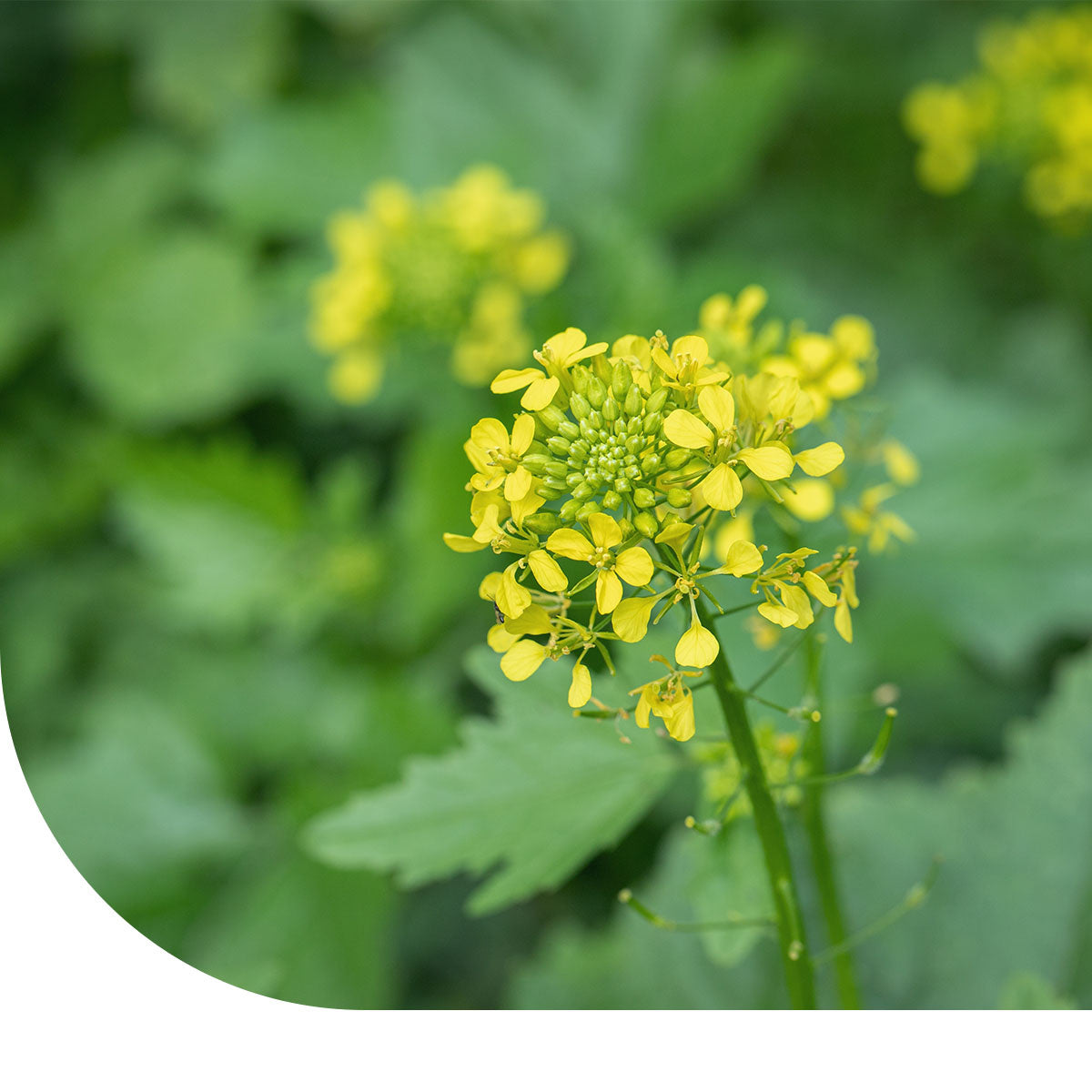 MRS Seeds & Mixtures Gele mosterd