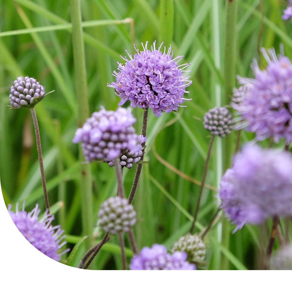 MRS Seeds & Mixtures Gewöhnliche Teufelsabbiss - Succisa pratensis [de]