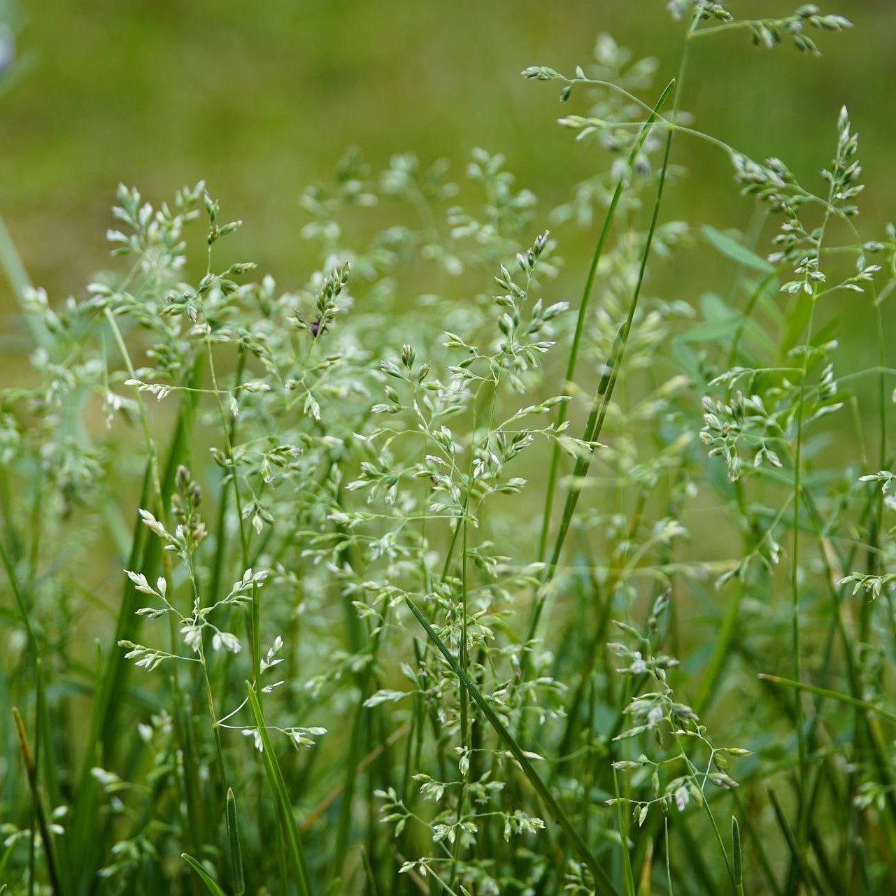 MRS Seeds & Mixtures Gewöhnliches Rispengras - Poa trivialis [de]