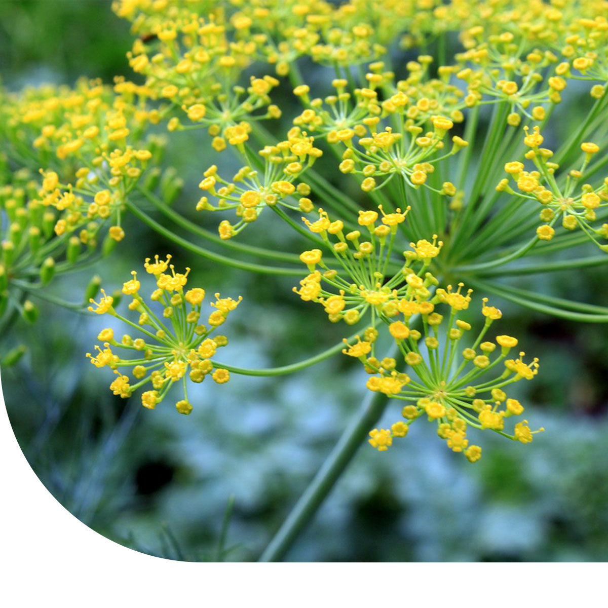 MRS Seeds & Mixtures Gewone Dille - Anethum graveolens