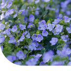 MRS Seeds & Mixtures Gewone ereprijs - Veronica chamaedrys [nl]