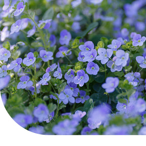 MRS Seeds & Mixtures Gewone ereprijs - Veronica chamaedrys [nl]