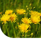 MRS Seeds & Mixtures Gewoon biggenkruid - Hypochaeris radicata [nl]