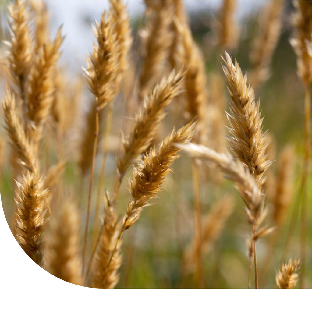 MRS Seeds & Mixtures Gewoon Reukgras - Anthoxanthum odoratum