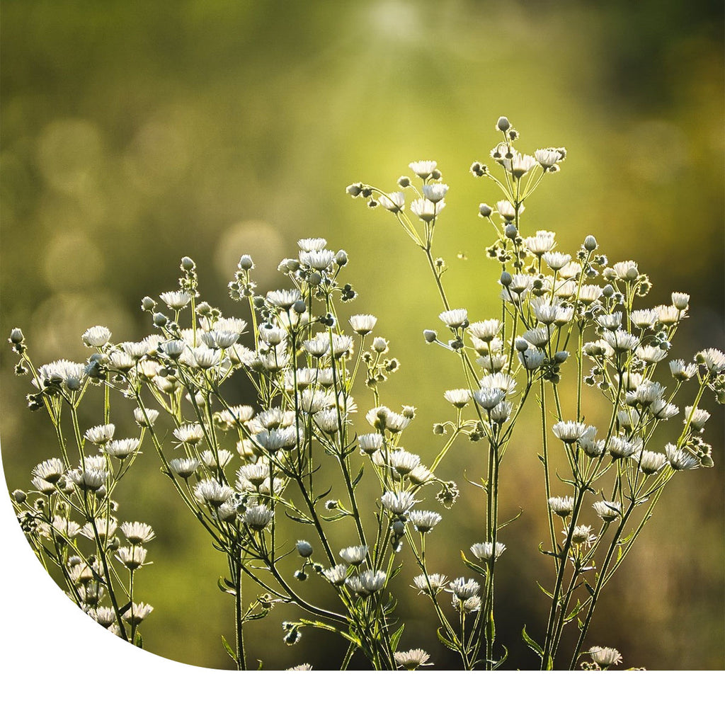 MRS Seeds & Mixtures Gipskruid - Gypsophila elegans