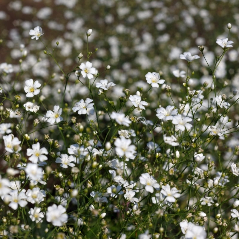 MRS Seeds & Mixtures Gipskruid - Gypsophila elegans [nl]