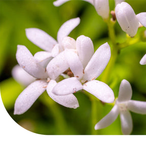 MRS Seeds & Mixtures Glad Walstro - Galium mollugo
