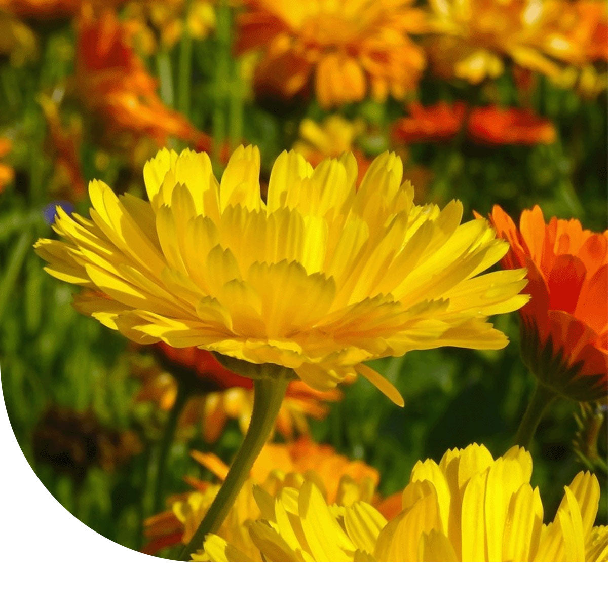MRS Seeds & Mixtures Goudsbloem 'Fiesta Gitana' gemengd - Calendula