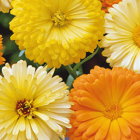 MRS Seeds & Mixtures Goudsbloem 'Pacific Beauty' - gemengd [nl]