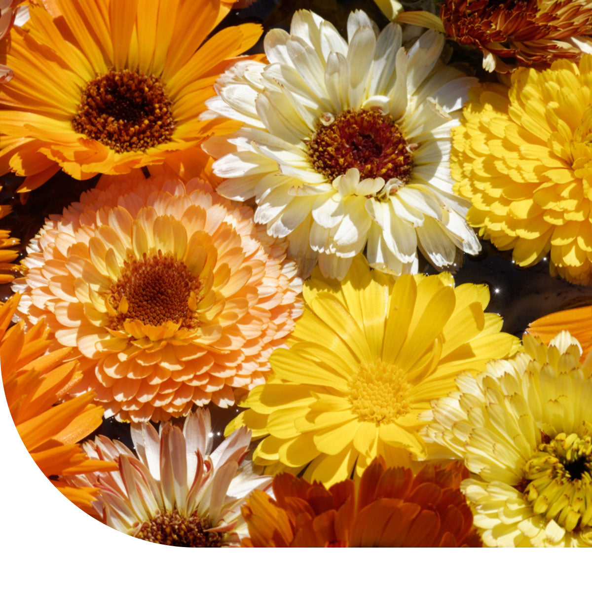 MRS Seeds & Mixtures Goudsbloem 'Pacific Beauty' - gemengd