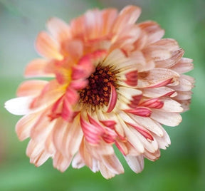 MRS Seeds & Mixtures Goudsbloem 'Touch of Red' - Calendula [nl]