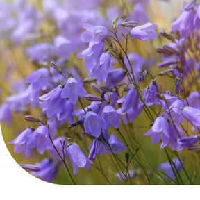 MRS Seeds & Mixtures Grasklokje - Campanula rotundifolia [nl]
