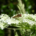MRS Seeds & Mixtures Groot akkerscherm - Ammi majus