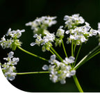 MRS Seeds & Mixtures Groot akkerscherm - Ammi majus