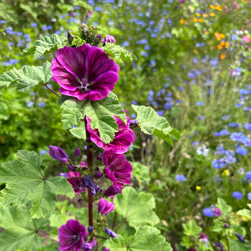 MRS Seeds & Mixtures Groot Kaasjeskruid - Malva sylvestris [nl]