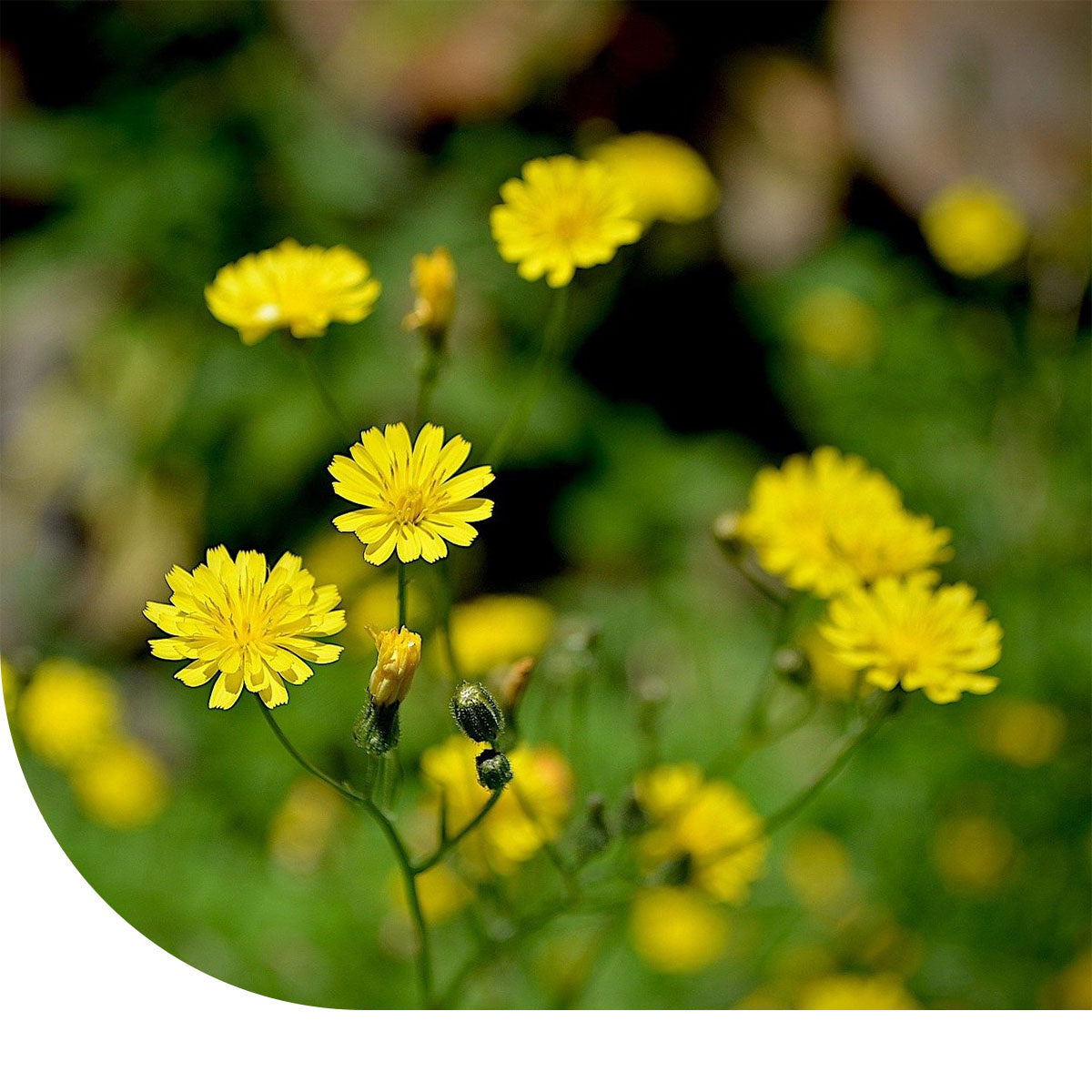 MRS Seeds & Mixtures Groot streepzaad - Crepis biennis