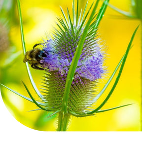 MRS Seeds & Mixtures Grote kaardenbol - Dipsacus fullonum