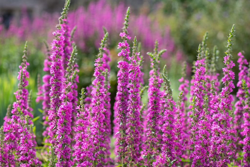 MRS Seeds & Mixtures Grote Kattenstaart – Lythrum salicaria [nl]