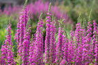 MRS Seeds & Mixtures Grote Kattenstaart – Lythrum salicaria [nl]