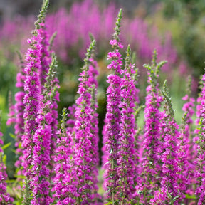 MRS Seeds & Mixtures Grote Kattenstaart – Lythrum salicaria