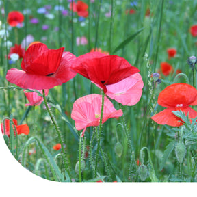 MRS Seeds & Mixtures Grote Klaproos  Dubbelbloemig - Papaver Rhoeas