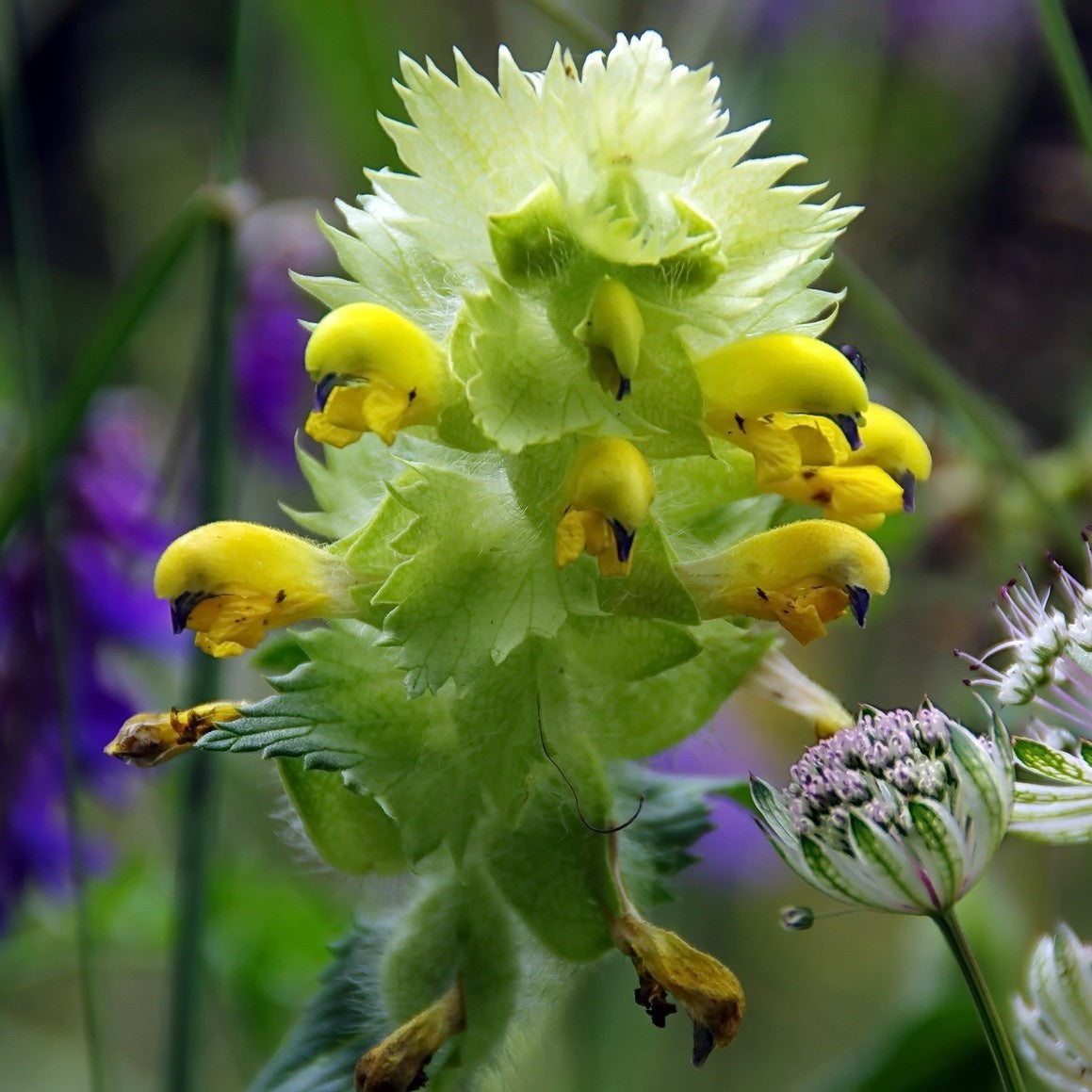 MRS Seeds & Mixtures Grote ratelaar -  Rhinanthus angustifolius [nl]