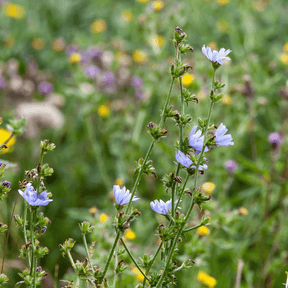 MRS Seeds & Mixtures Grutto Inheems Bloemenmengsel & Weidevogels [nl]