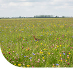 MRS Seeds & Mixtures Grutto Inheems Bloemenmengsel & Weidevogels