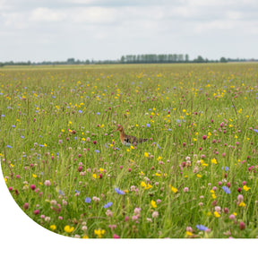 MRS Seeds & Mixtures Grutto Inheems Bloemenmengsel & Weidevogels