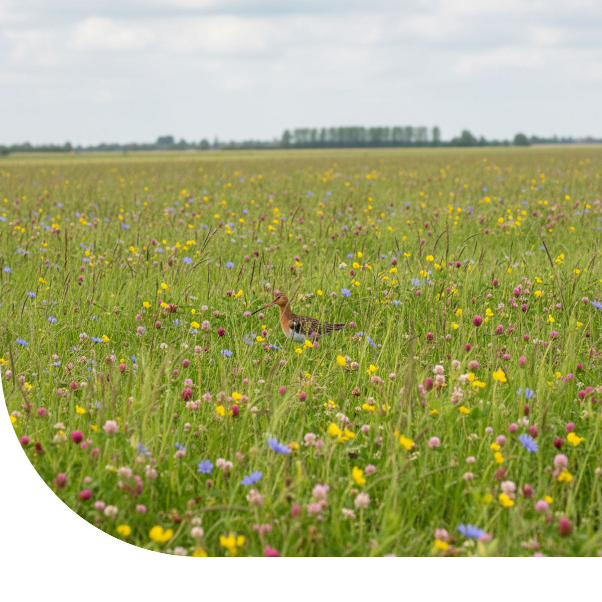 MRS Seeds & Mixtures Grutto Inheems Bloemenmengsel & Weidevogels