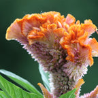 MRS Seeds & Mixtures Hanekam - Celosia cristata (gemengd)