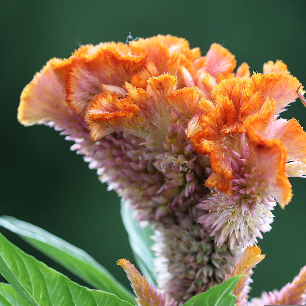 MRS Seeds & Mixtures Hanekam - Celosia cristata (gemengd)